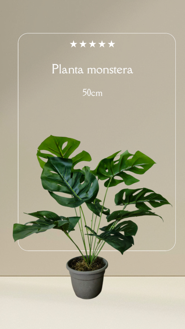 Producto - Planta monstera