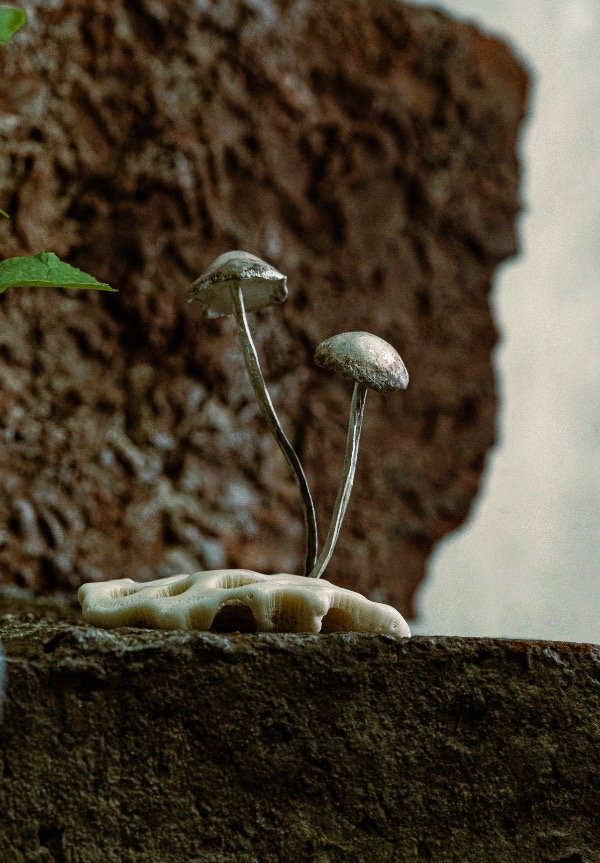 Producto - Hongos de plata y coral