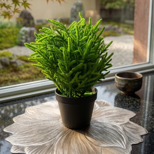 Producto - Ficus Miniatura de Estilo Botánico - 0