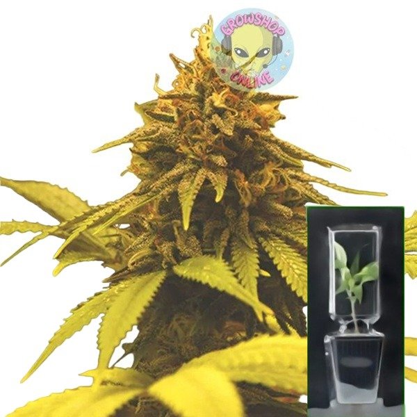 Producto - Esqueje (OG Kusk x Blueberry) x Skunk -  Choco OG
