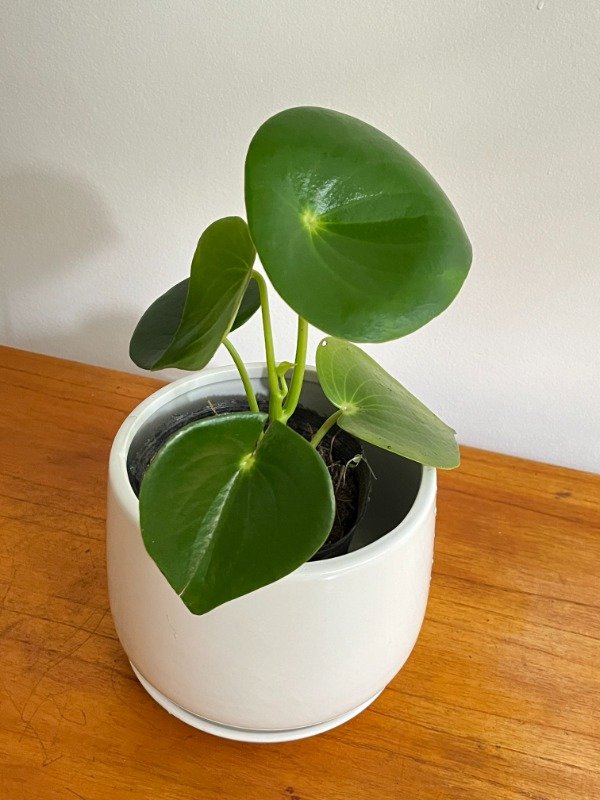 Producto - Pilea Peperonia
