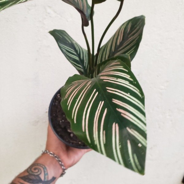 Producto - Calathea mil rayas