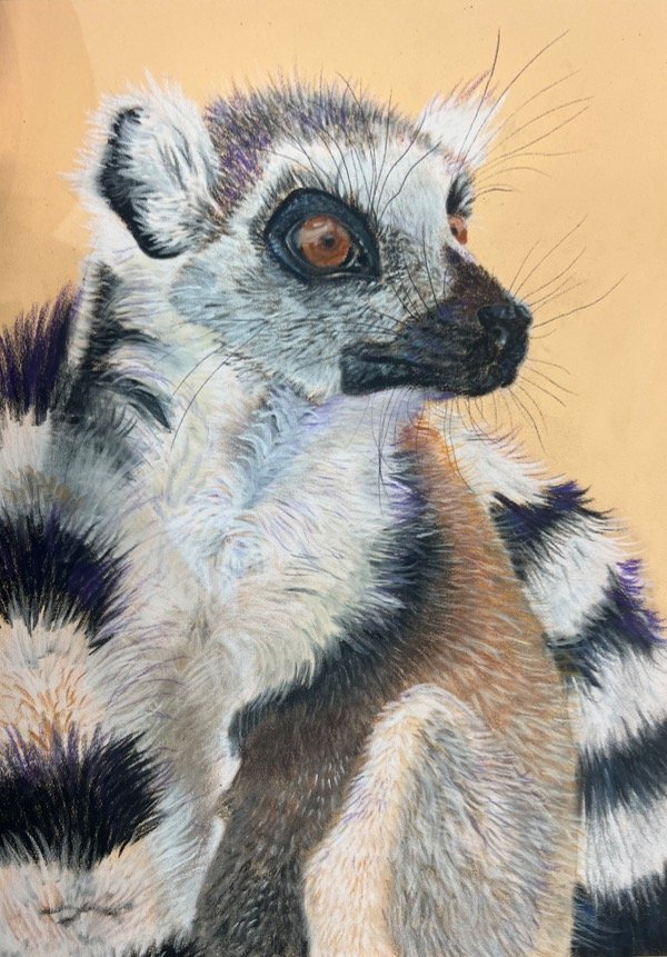 Producto - Lémur en tiza pastel sobre pastelmat - 0