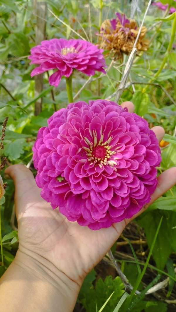 Producto - Zinnia gigane lila