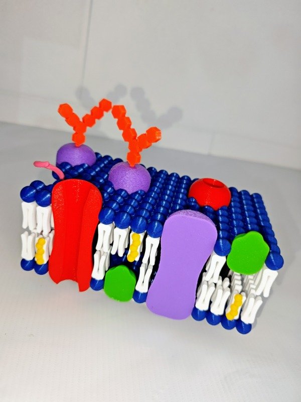 Producto - MEMBRANA PLASMÁTICA