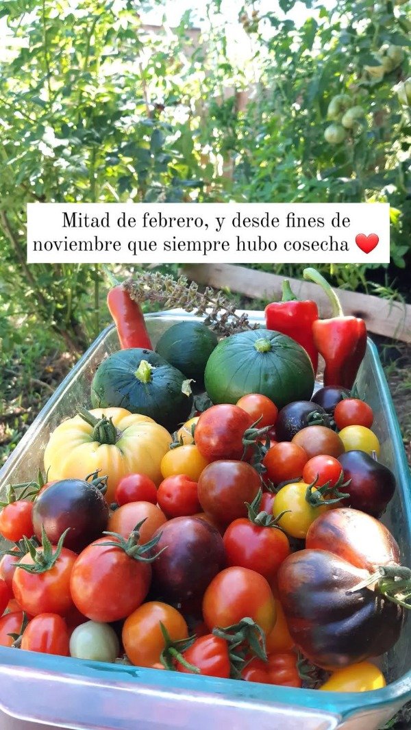 Producto - Plantines Agroecologicos de tomate sorpresa 3