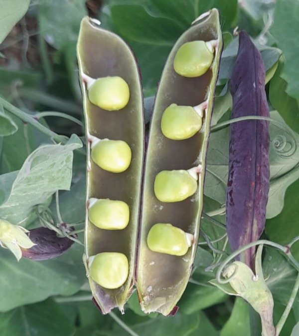 Producto - Arveja Morada