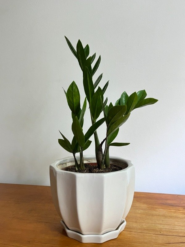 Producto - Zamioculca