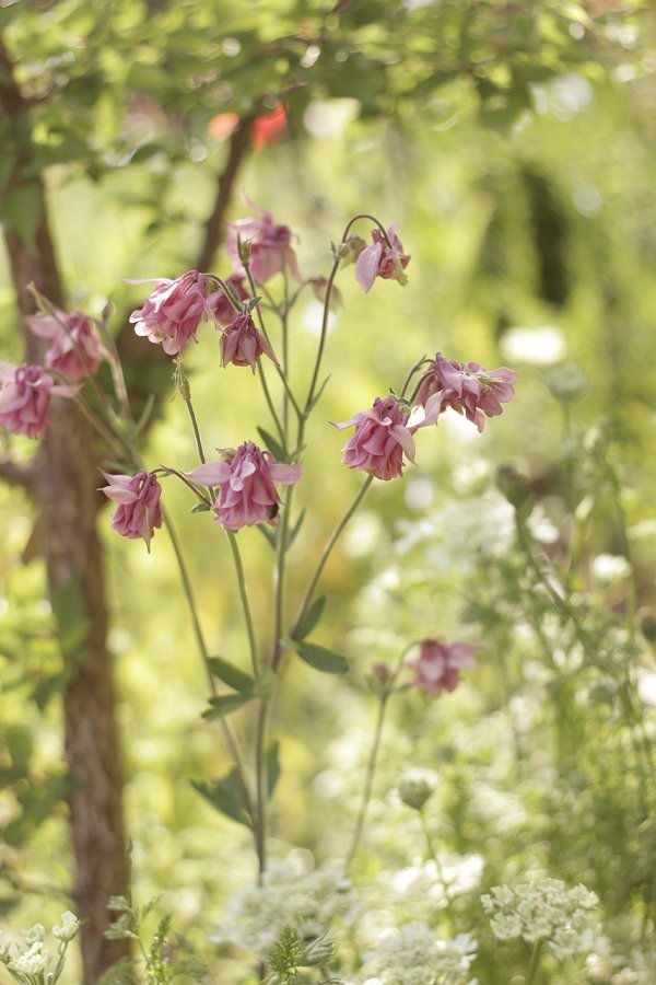 Producto - Aquilegia vulgaris - "Columbina Doble Rosada" - 3