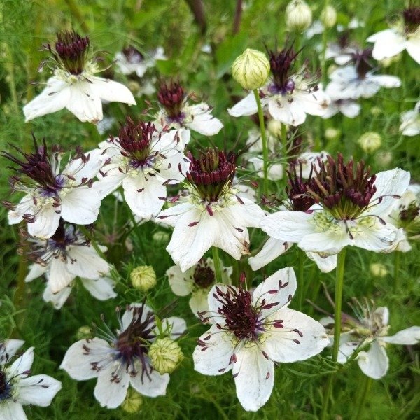 Producto - Nigella papillosa - African bride