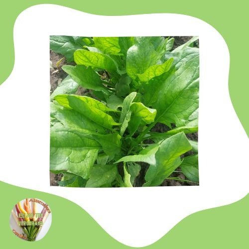 Producto - Espinacas - 1 paquete
