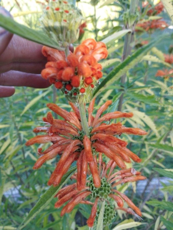 Producto - Leonotis leonurus - 0