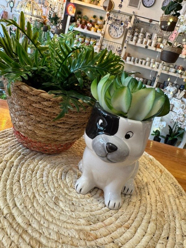Producto - Maceta perro white con planta 18cm (Efectivo: 15.120)
