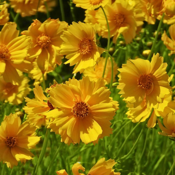 Producto - Coreopsis
