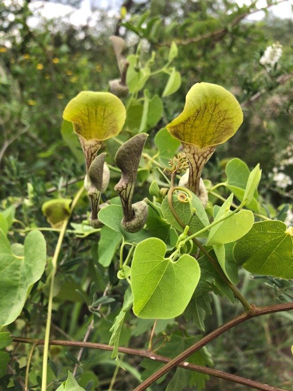 Producto - FLOR DE PATITO (Aristolochia argentina)