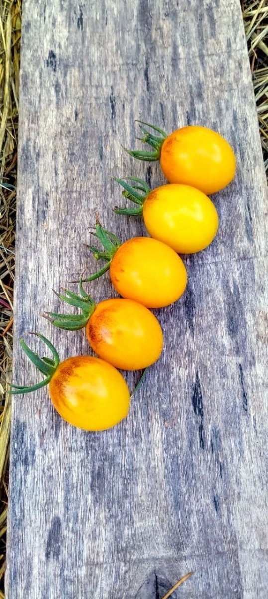Producto - Semillas de tomate cherry Goldkröne (corona dorada)