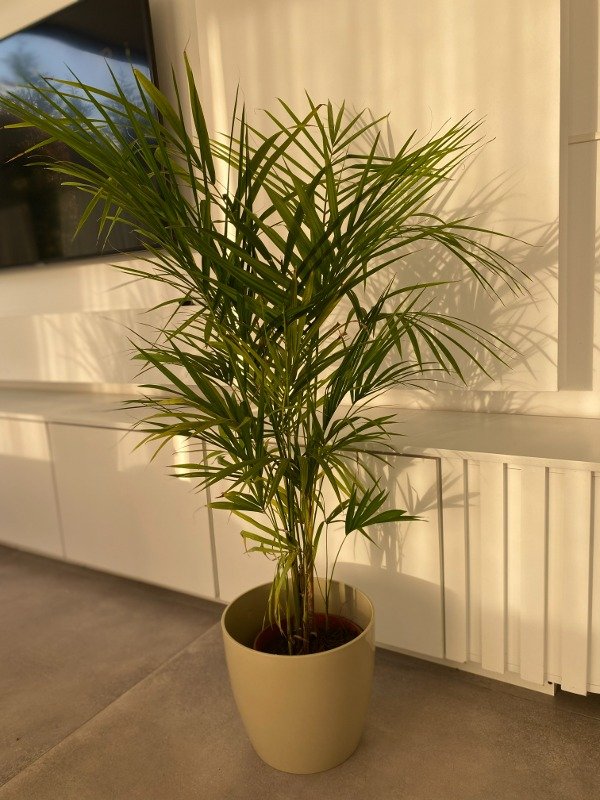 Producto - COMBO PREMIUM ARECA MEDIUM