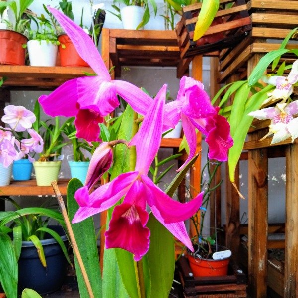 Producto - Laelia Purpurata Tipo - 1