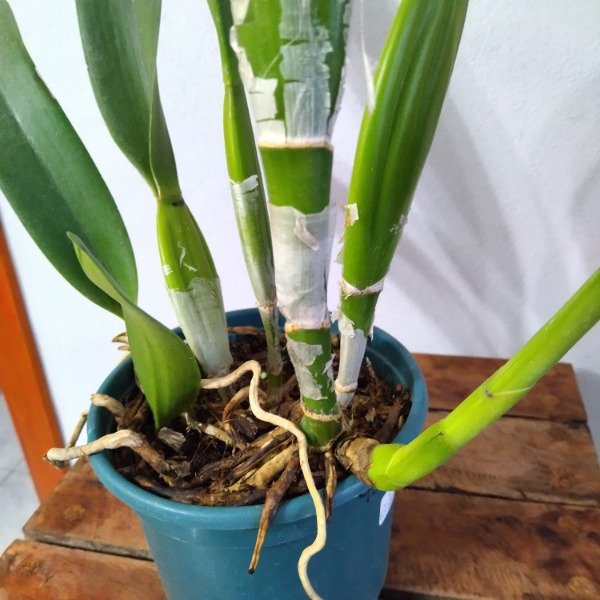Producto - Laelia Purpurata estriata (Olimpia x Colibri) - 2
