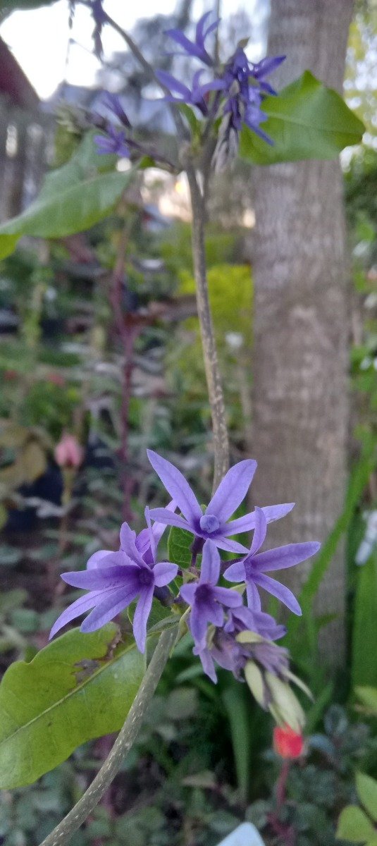 Producto - Petrea - 1