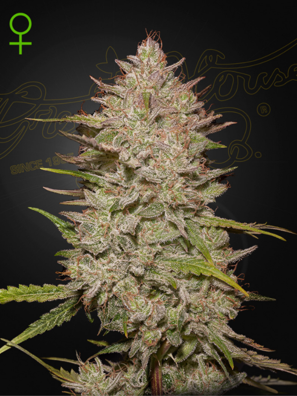 Producto - Chemical Candy Auto x3 - Greenhouse Seeds