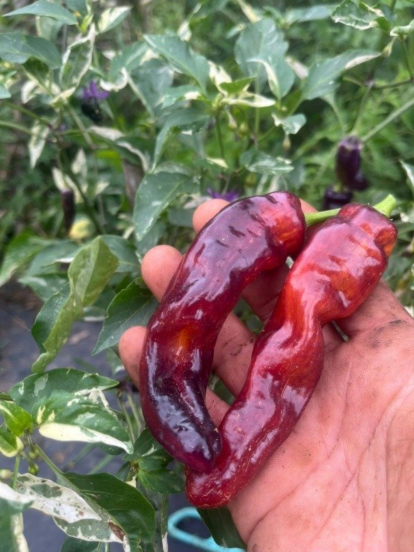 Producto - SEMILLAS DE AJI SALATIGA VARIEGATED X MARCONI PURPLE DULCE PICOR LEVE