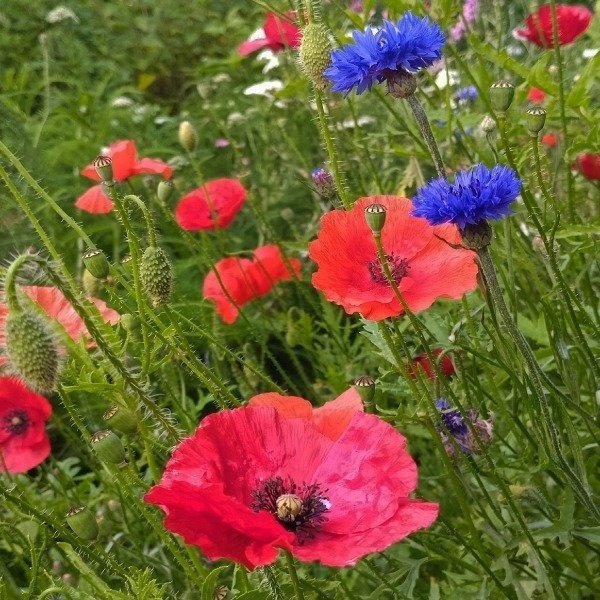 Producto - Amapolas - Papaver rhoeas - rojas