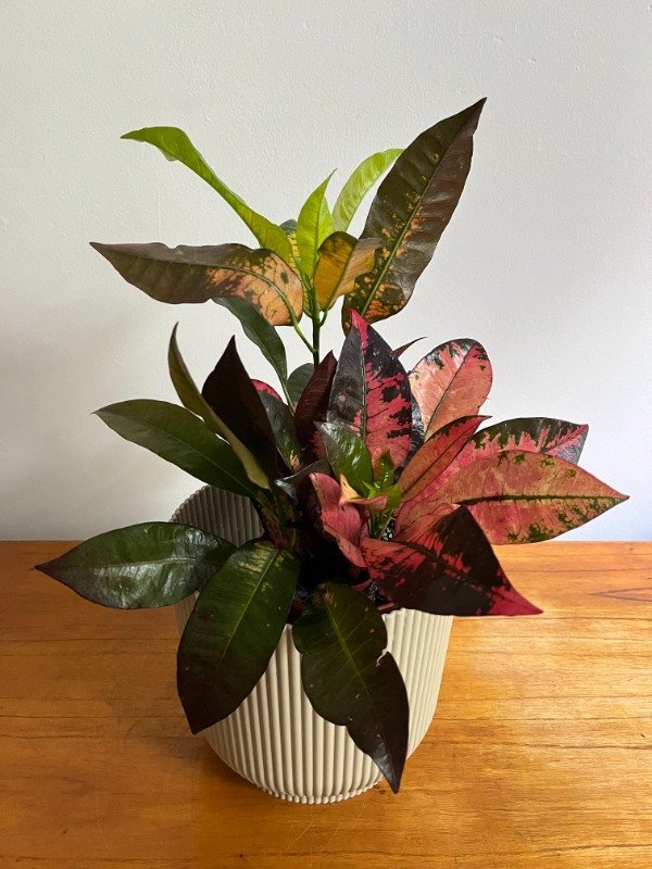 Producto - Croton Mona Lisa chico