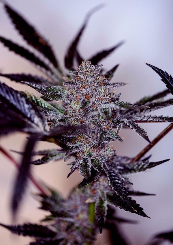 Producto - Vento - GLI Auto (Diesel x Blueberry 2.0) x4