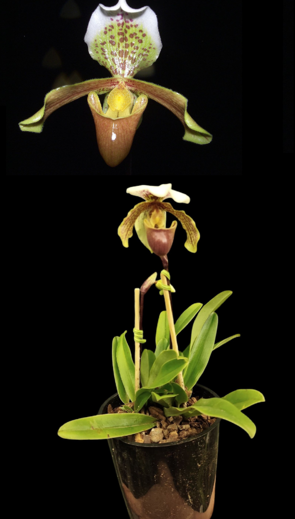 Producto - Paphiopedilum Insigne