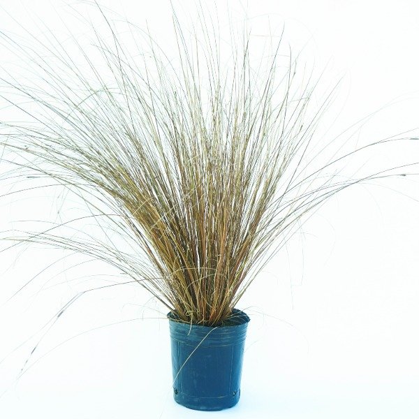 Producto - Carex Buchananii