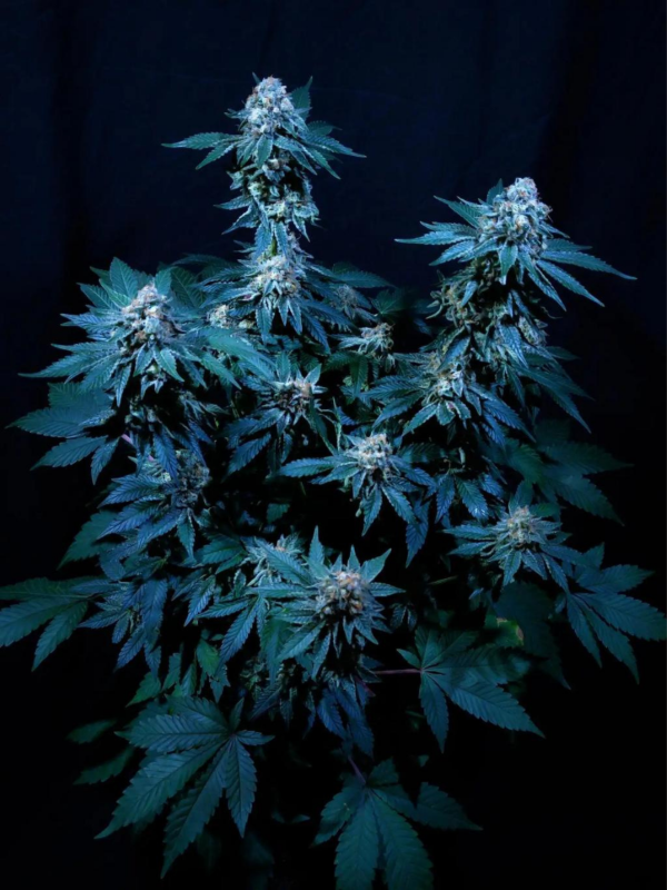Producto - Black Lights x3 - ADN Seeds - 1