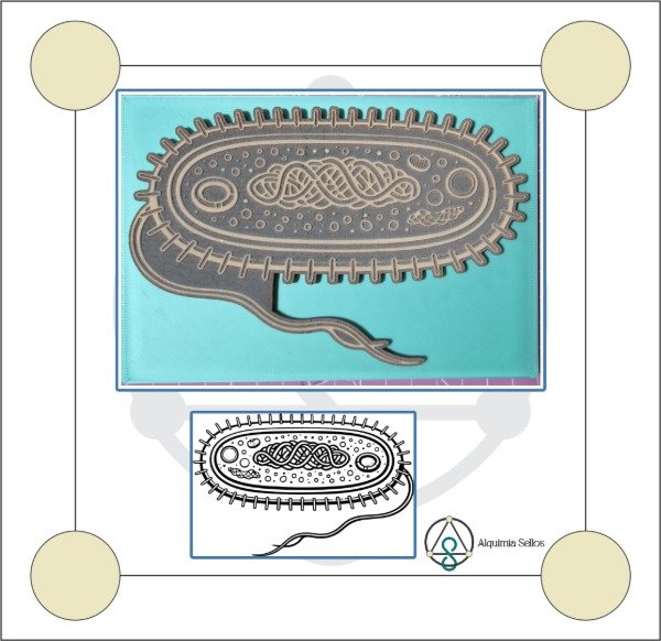 Producto - Celula Procariota