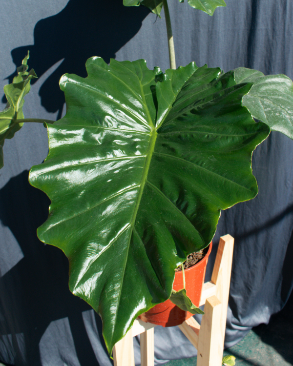 Producto - Alocasia