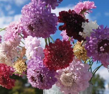 Producto - SCABIOSA MIX