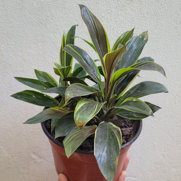 Producto - Dracena baby rubra