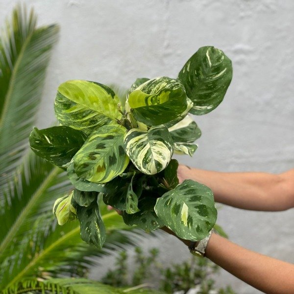 Producto - Maranta kerchoveana Variegada m13