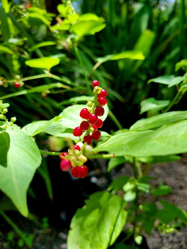Producto - Rivina Humilis o Sangre de Toro
