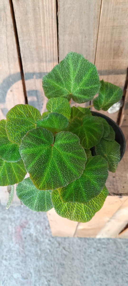 Producto - Begonia Brasilera (piel De Sapo)