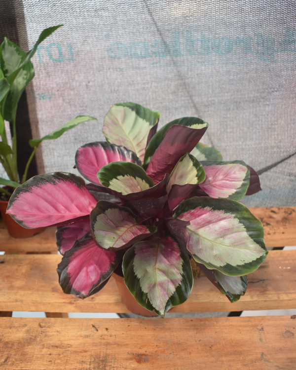 Producto - Calathea Roseopctica