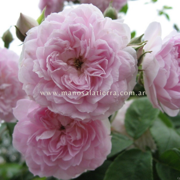 Producto - Rosal Clg. Laure Davoust - 1