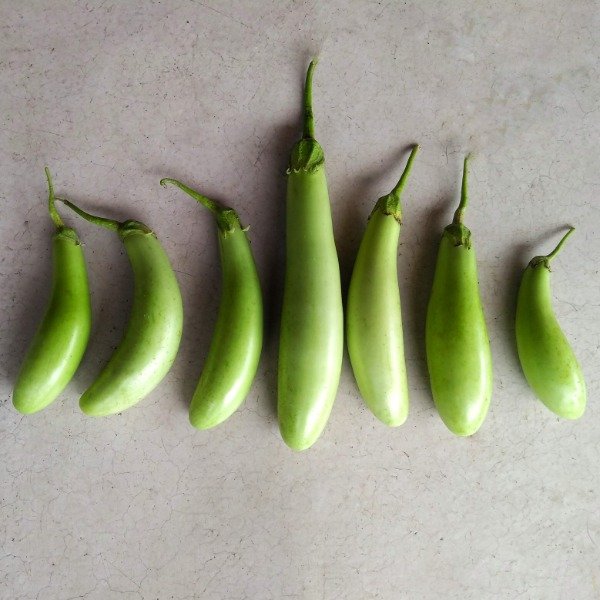 Producto - Berenjena Green Fingers