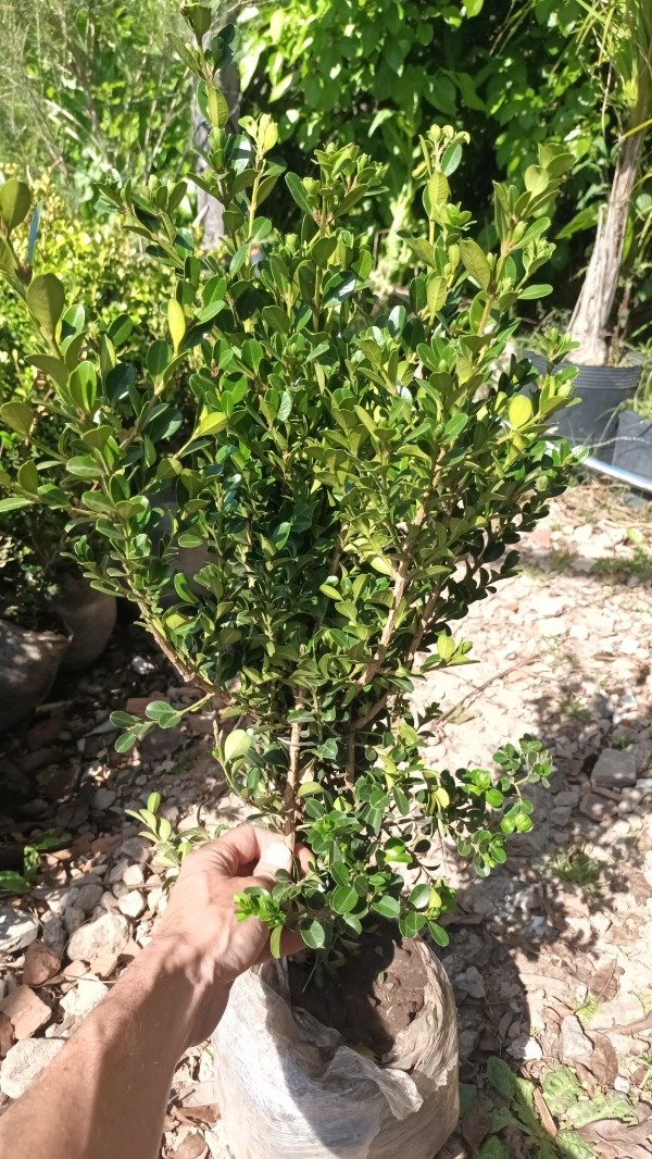 Producto - Buxus - 2