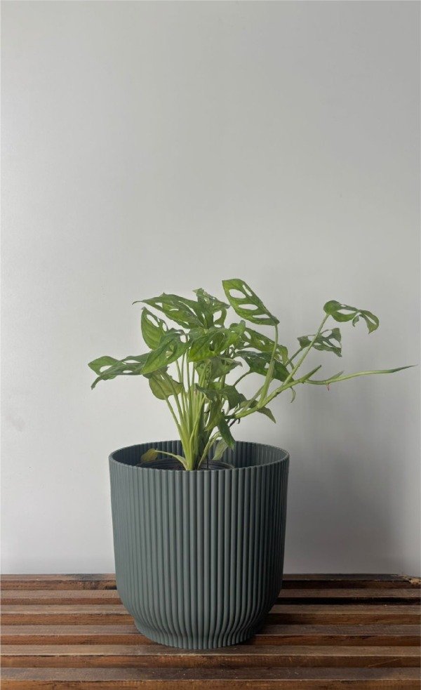 Producto - Maceta Milan