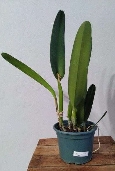 Producto - Laelia Purpurata Semi Alba "Genesio" - 4