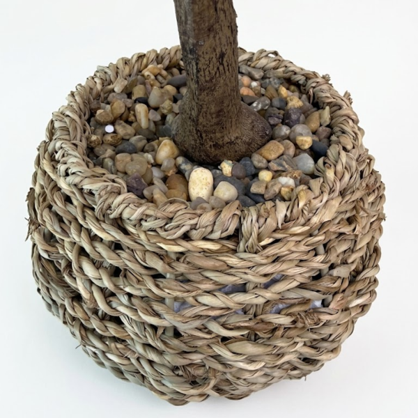 Producto - Limonero Riviera - 40cm - 3