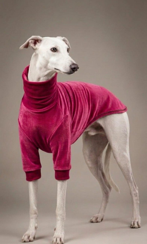 Producto - Buzo Galgos