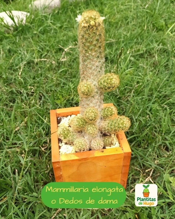Producto - Mammillaria elongata o Cactus dedos de dama
