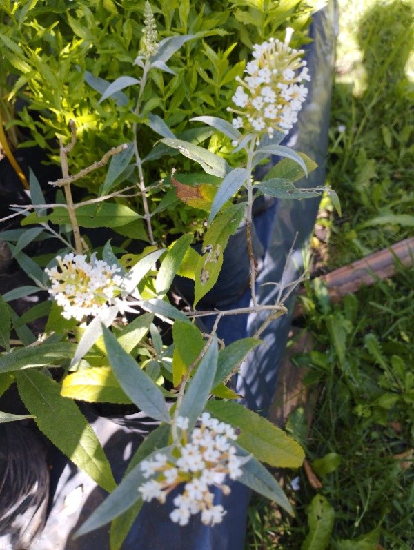 Producto - Buddleia davidii - 2