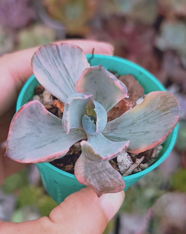 Producto - Echeveria Beyoncé Variegada